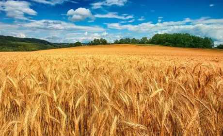 Оновлені прогнози врожаю пшениці в сезоні 2021/22 обвалили ціни