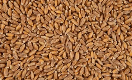 Ціни на пшеницю виросли на підсумках єгипетського тендеру