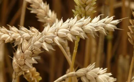 BASF оприлюднила строки виходу гібридної пшениці на світові ринки