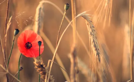 В Україні в ц.р. погодні умови вплинули на зміну структури посівних площ