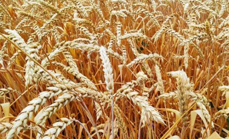 Ціна на Чорноморську пшеницю продовжить зміцнюватися, - трейдери