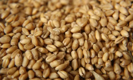 Країни Азії є ключовим ринком збуту українського зерна та зернових продуктів