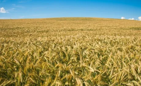 Пшениця може стати другою нафтою на найближчі роки, – експерт FAO