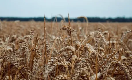 Найближчим часом надійдуть у масовий продаж вітчизняні сорти пшениці нового покоління