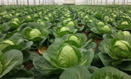 Сльози і розпач українських фермерів: вирощене на продаж цієї пори доводиться викидати