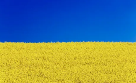 Поточна оцінка стану посівів дозволяє очікувати високого врожаю ріпаку в Україні