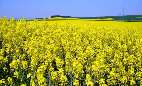 Agricom Group отримала $600/га ріпаку, застосувавши новий підхід