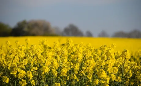 Ціни на ріпак зростають через зниження прогнозів урожаю в Україні та ЄС