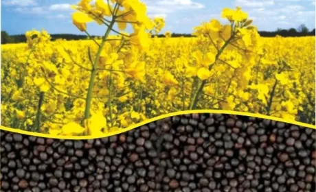 За першу половину 2022/2023 МР Україна експортувала рекордну кількість ріпаку