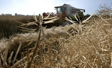 В Україні закінчили збирати ріпак