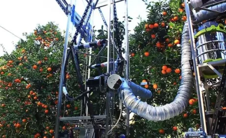 Робот збиратиме комерційний урожай яблук