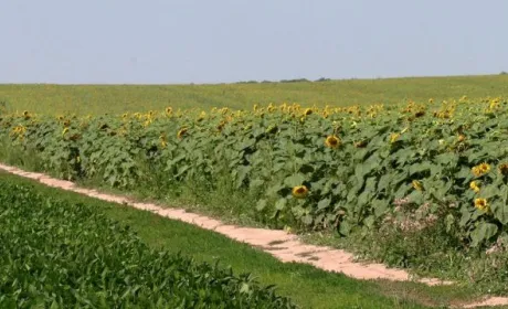 На Рівненщині влада відмовляється виділити селянам паї попри рішення суду