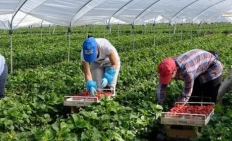 Фінляндія планує чартерами доставляти сезонних працівників з України