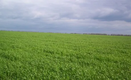 Початок травня був сприятливий для зернових культур, – Укргідрометеоцентр