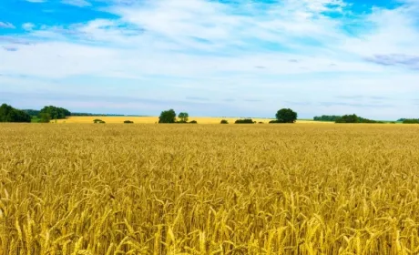 Маємо захистити українську землю від олігархів і спекулянтів, — Сюмар про правки "ЄС" до земельного закону