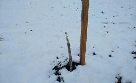 Під Полтавою фермерам знищили висаджений восени горіховий сад