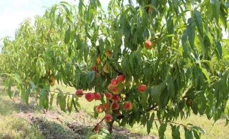 У Львівській області зростає кількість персикових садів