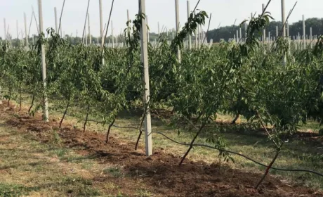 Підрахована вартість закладання 1 га саду