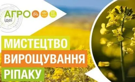 Як виростити 50 ц/га ріпаку всупереч примхам погоди