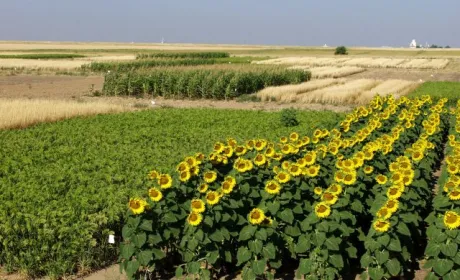 Урожайність майже всіх культур у 2020 р. знизилася, — ННЦ