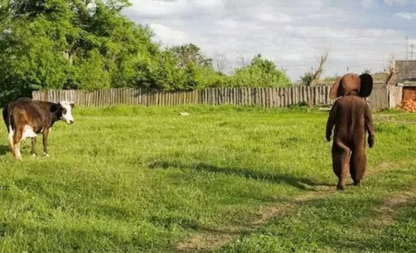 Лайфхаки тижня: підзаробіток для фермерів і стійкі до АЧС свині