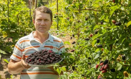 На Вінниччині фермер зібрав найбільшу у світі колекцію сортів шовковиці з усіх континентів