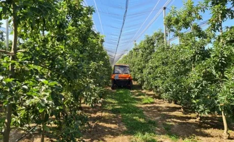 Ізраїльська технологія FruitSpec дозволяє спрогнозувати обсяг майбутнього врожаю фруктів