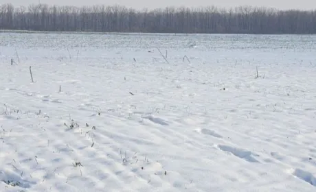 В Укргідрометцентрі розповіли, як сильні морози в Україні вплинули на майбутній урожай