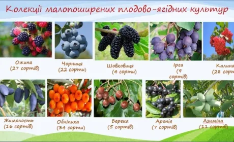 В Україні працюють над створенням колекції малопоширених плодово-ягідних культур