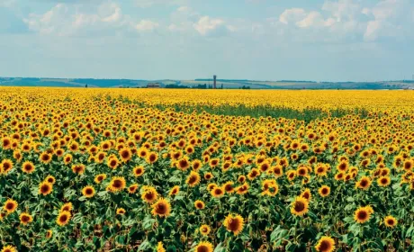Про що слід пам’ятати, сіючи соняшник