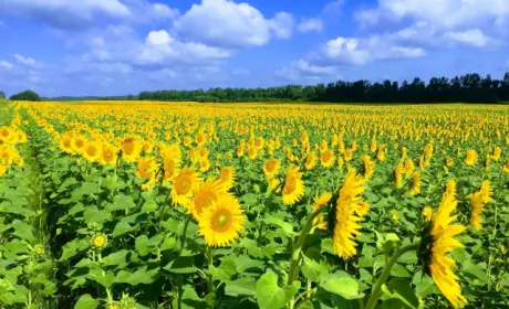 Найрентабельнішим у 2019 році було виробництво насіння соняшнику, — експерт