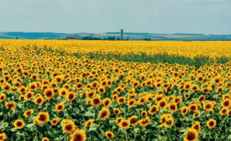 BASF та Corteva Agriscience™ підписали ліцензійну угоду щодо Clearfield® Plus