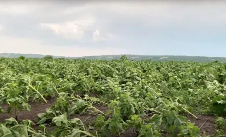 На Одещині ураган знищив посіви соняшнику