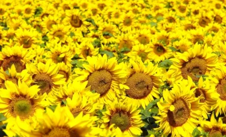 Україна збільшила площі під високоолеїновим соняшником на 44%