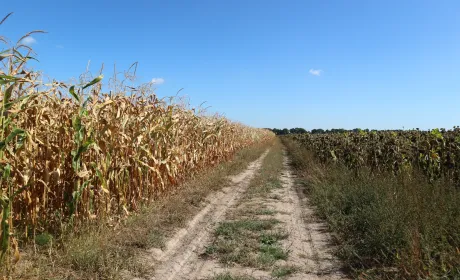 Запущено онлайн-платформу AGROконцентрат, присвячену вирощуванню кукурудзи та соняшнику