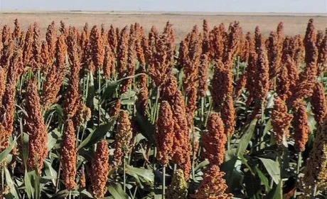 Вчені хочуть навчити рослини продукувати природний гербіцид