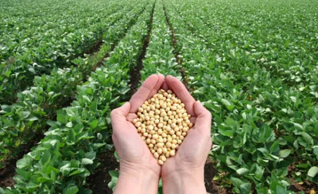 Соєві ПДВ-правки сприяли нарощенню обсягів продукції з вищою доданою вартістю, – Інститут аграрної економіки