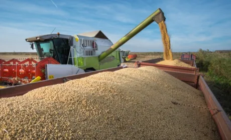 Імпорт сої до України опускає ціни на внутрішньому ринку