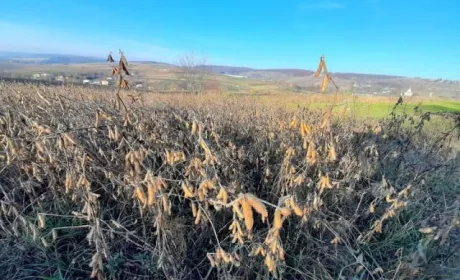 На Івано-Франківщині соя показує високі результати за валом і врожайністю