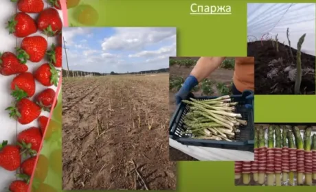 Фермери та фермерки обговорили тандемне вирощування спаржі та ягід