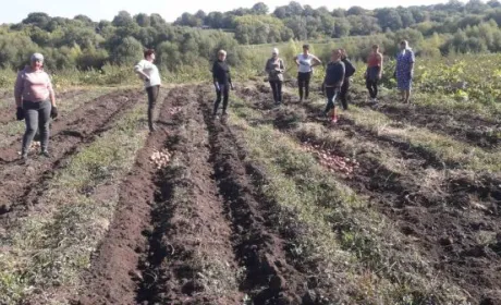В «Садах Перемоги» Старосинявської громади зібрали врожай картоплі