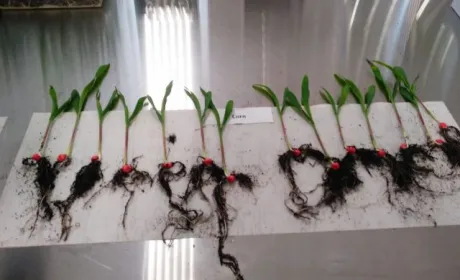 Corteva Agriscience відкрила в Україні лабораторію з технологій обробки насіння