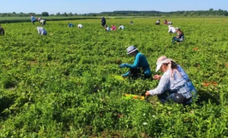 Волинську органічну полуницю вирощують на експорт до Європи