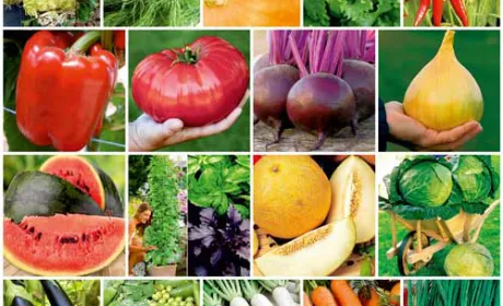 В Україні різко виріс попит на насіння овочевих культур