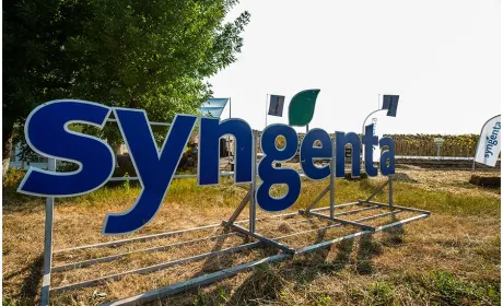 Syngenta радить робити ставку на високоолеїнові гібриди соняшнику