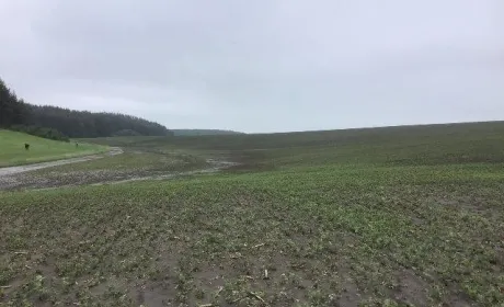 Після граду лишилась пустеля — на Тернопільщині фермери повідомляють про колосальні збитки