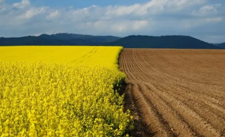 Мораторій на землю може коштувати Україні 2-75 тисяч євро на людину
