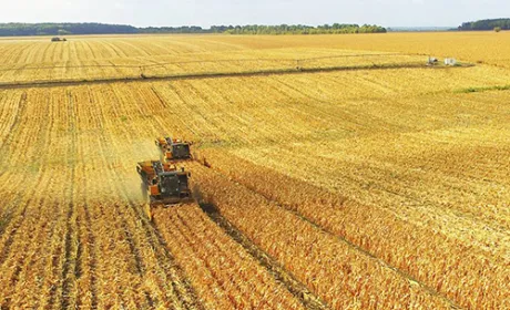 У Львівській області кукурудза обмолочена на половині прогнозованих площ