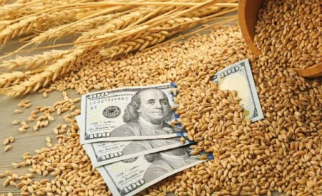 Через незнання процедур продажу на експорт, фермери втрачають 15-25 млрд грн щорічно, — експерт