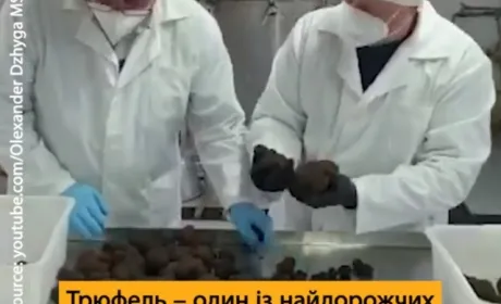 На Вінниччині фермер висадив 500 га трюфельних саджанців